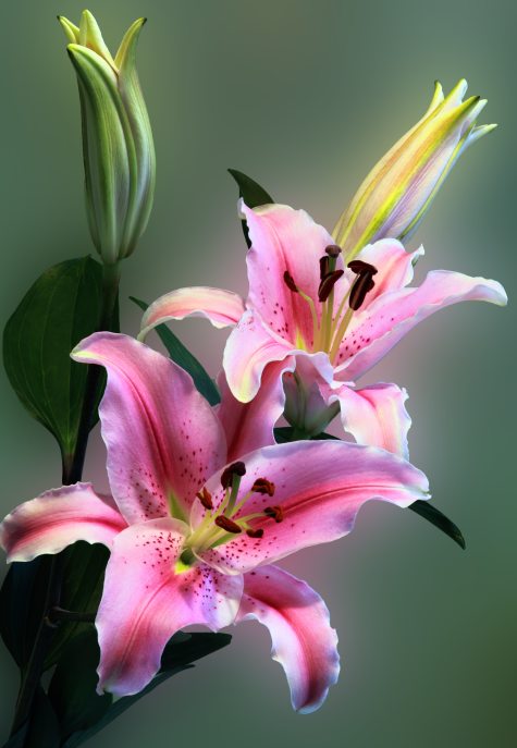 stargazer lilies