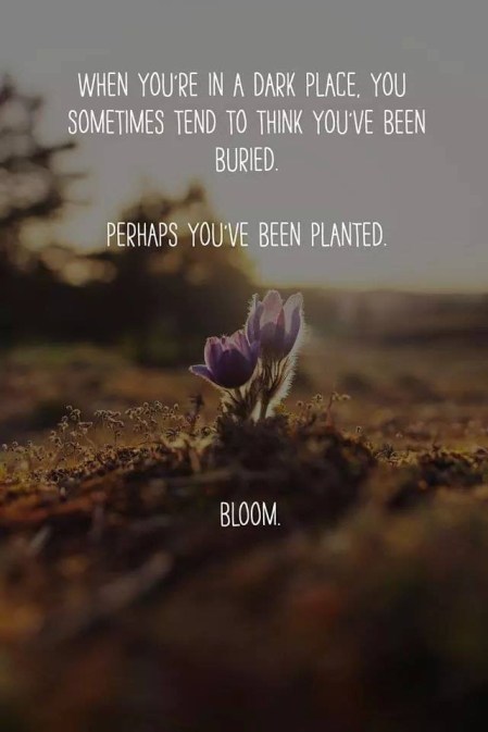 bloom