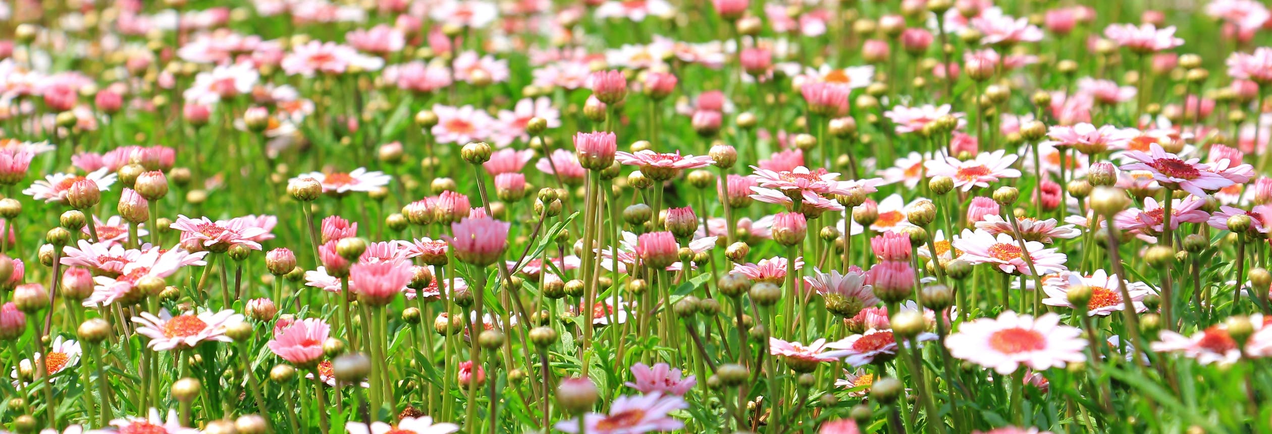 pink wildflowers